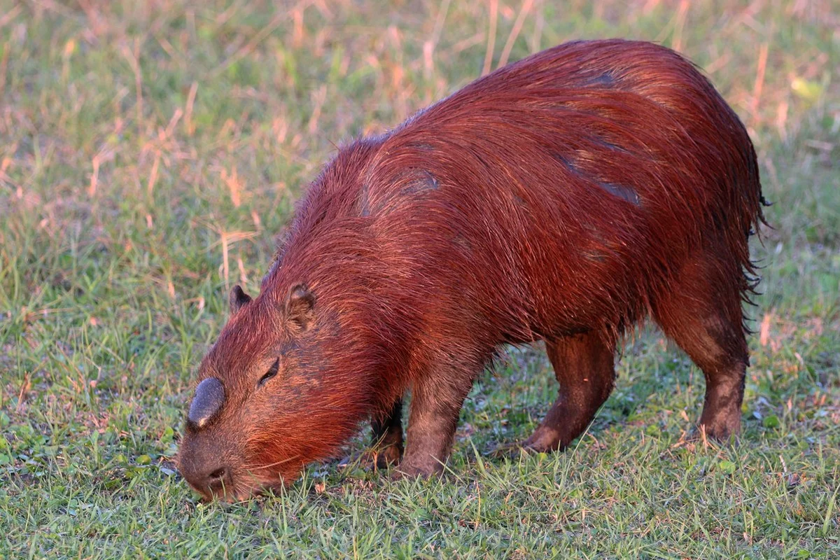 Capybara (Hydrochoerus hydrochaeris) đực alpha, Pantanal, Brazil
