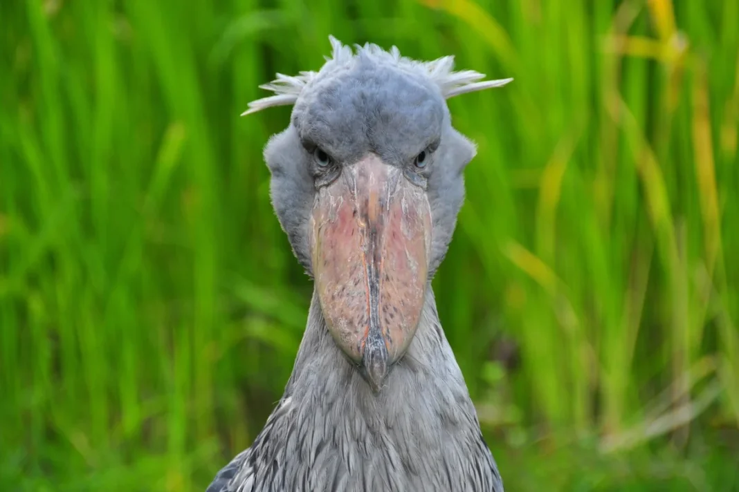 Cò mỏ giày (Balaenicips rex) tại Weltvogelpark Walsrode (Vườn chim Walsrode, Đức)