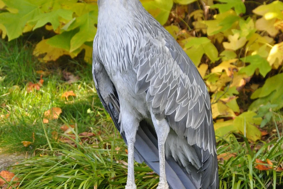 Cò mỏ giày (Balaenices rex) ở Vườn chim Walsrode, Đức.