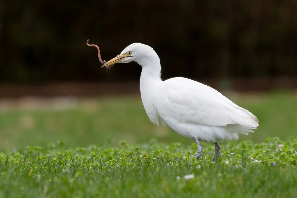 Một con diệc gia súc phương Tây (Ardea ibis) đang ăn giun đất ở Gennevilliers, Pháp.