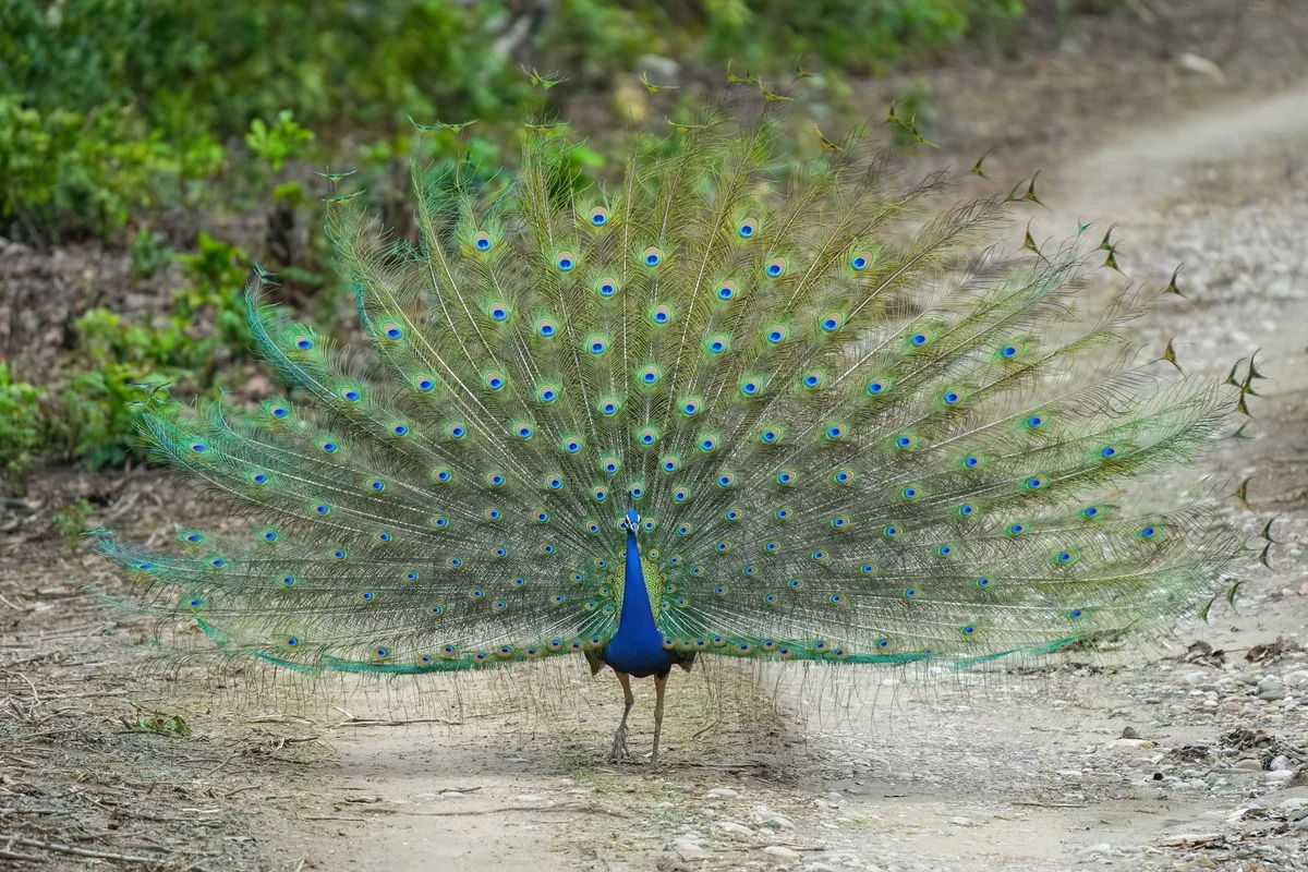 Công lam Ấn Độ ở Công viên Quốc gia Jim Corbett, Ấn Độ