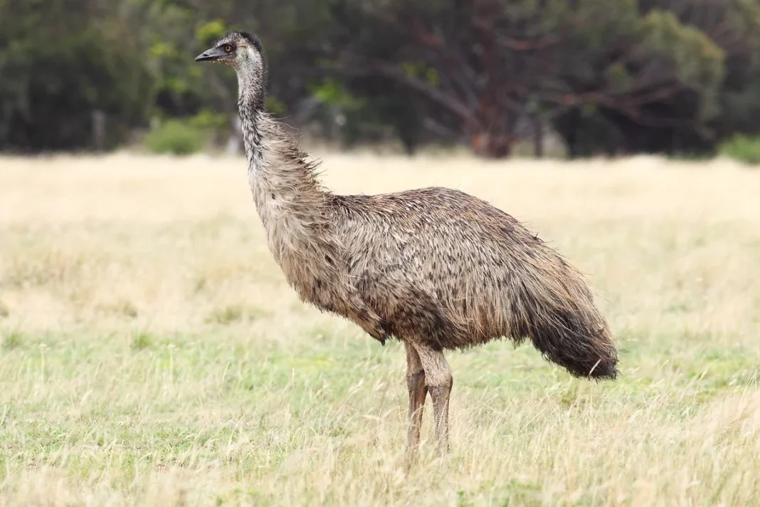 Emu (Dromaius novaehollandiae) ở đông nam Australia