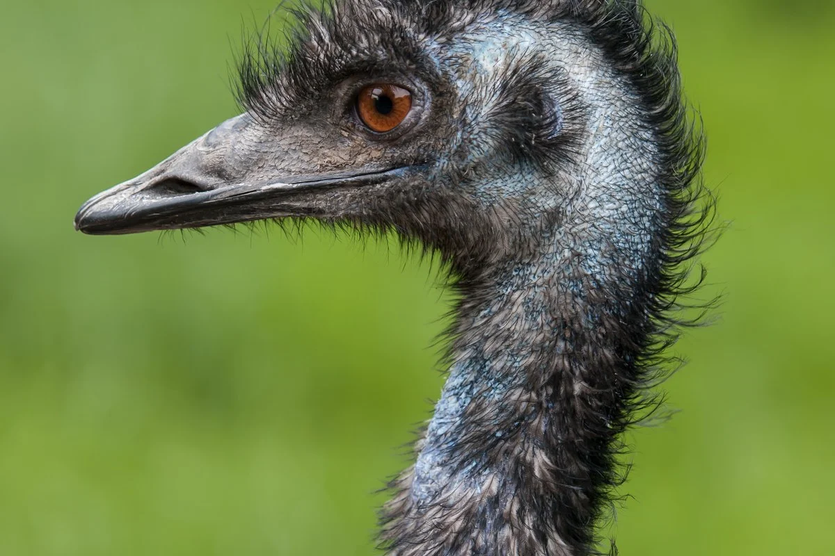 Đầu và cổ trên của emu, Vườn thú trẻ em Battersea Park ở Nam London, Anh.