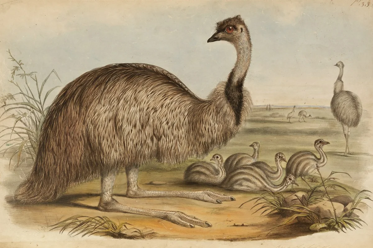 Minh họa về một emu và đàn con, tranh của Elizabeth Gould (thế kỷ 19)