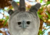 Đại bàng Harpy Một con đại bàng cái trưởng thành tại Vườn thú Belize, Thành phố Belize