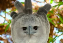 Đại bàng Harpy Một con đại bàng cái trưởng thành tại Vườn thú Belize, Thành phố Belize
