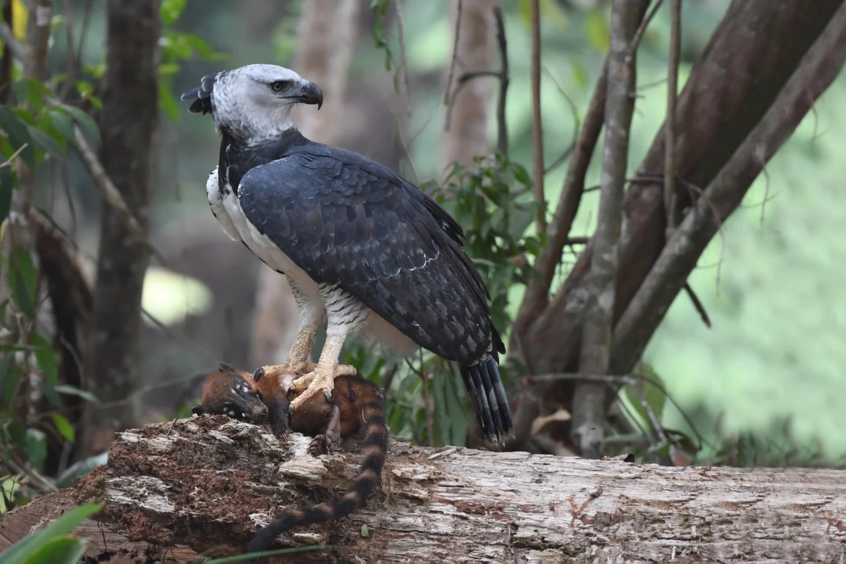 Đại bàng Harpy (Harpia harpyja) ở Brazil