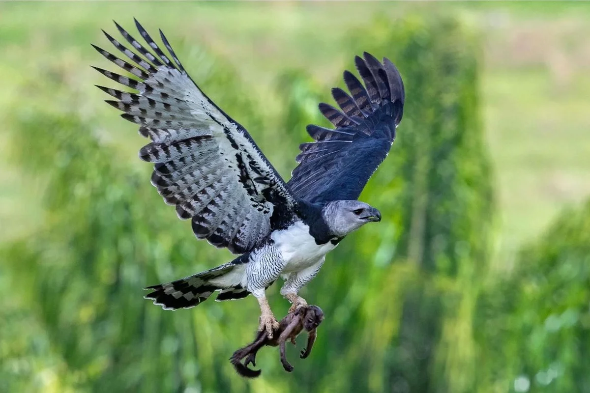 Đại bàng Harpy (Harpia harpyja) về tổ cùng con mồi là khỉ mũ