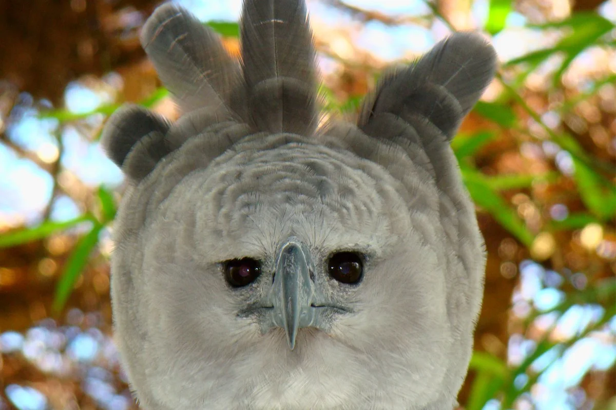 Đại bàng Harpy