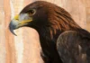 Đại bàng vàng Đại bàng vàng Aquila chrysaetos là một trong những loài chim săn mồi nổi tiếng nhất ở Bắc bán cầu. Giống như tất cả các loài đại bàng, nó thuộc họ Accipitridae.