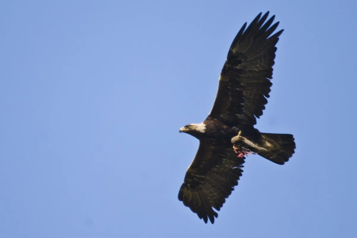 Đại bàng vàng (Aquila chrysaetos)