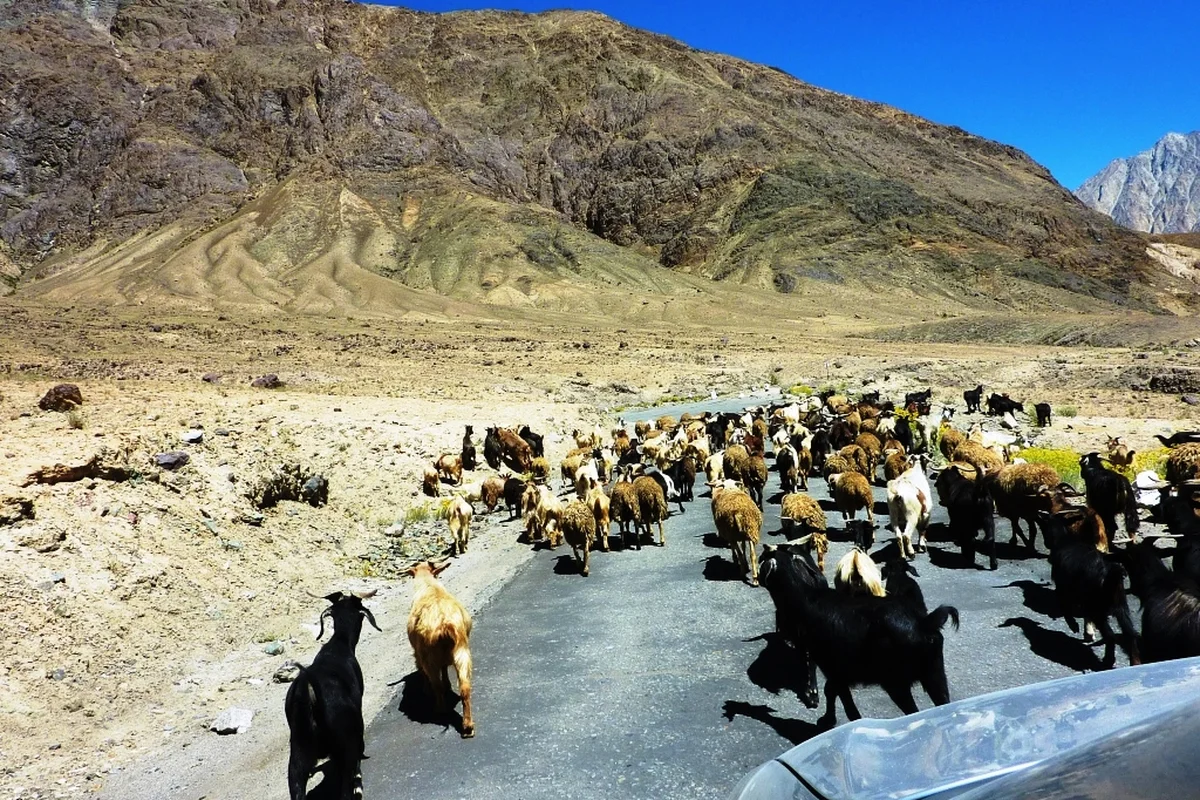 Thung lũng Nubra - Đường chặn dê. Ladakh