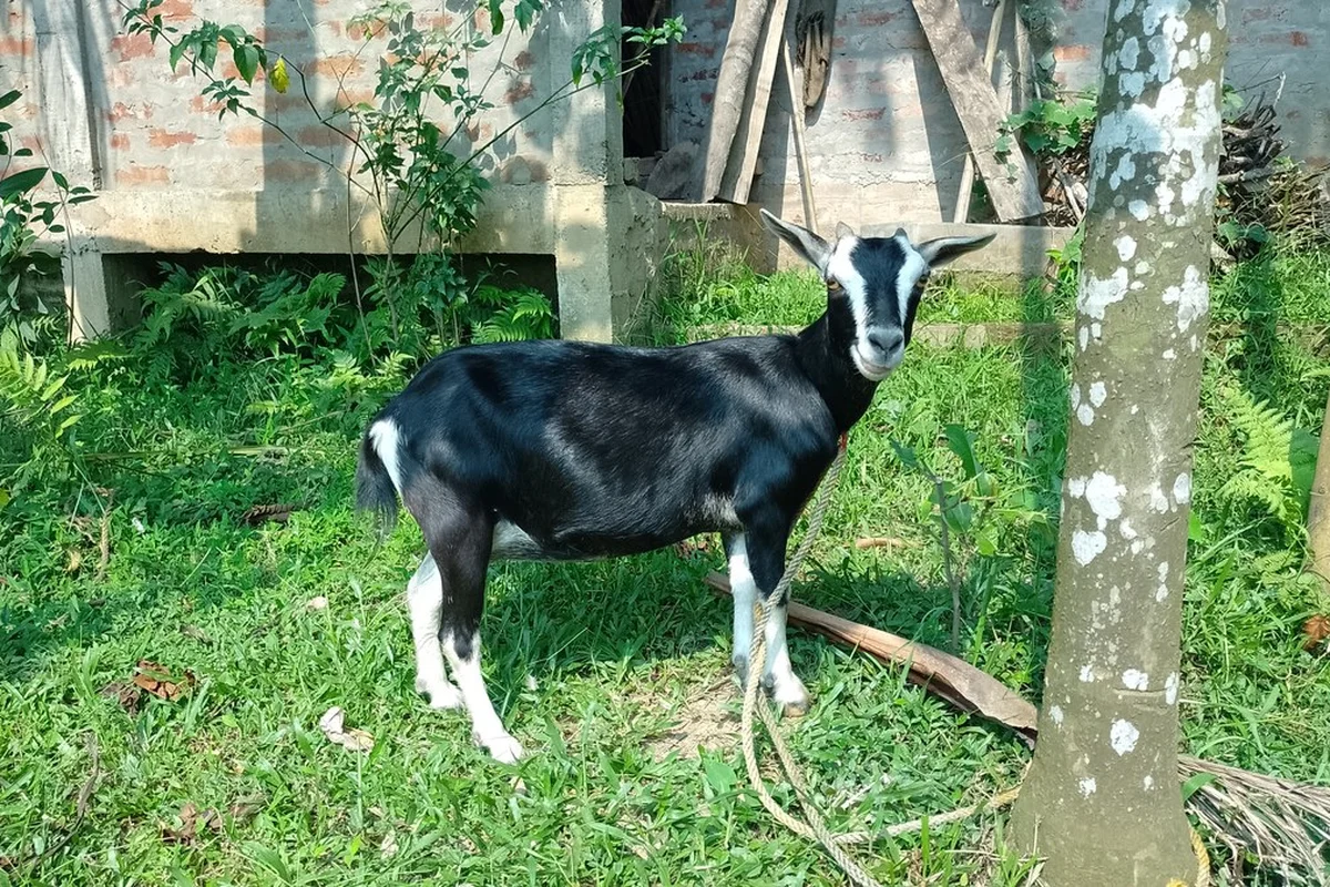 Dê
