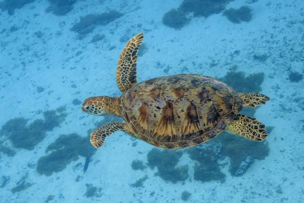 Rùa biển xanh (Chelonia mydas), Moorea, Polynesia thuộc Pháp