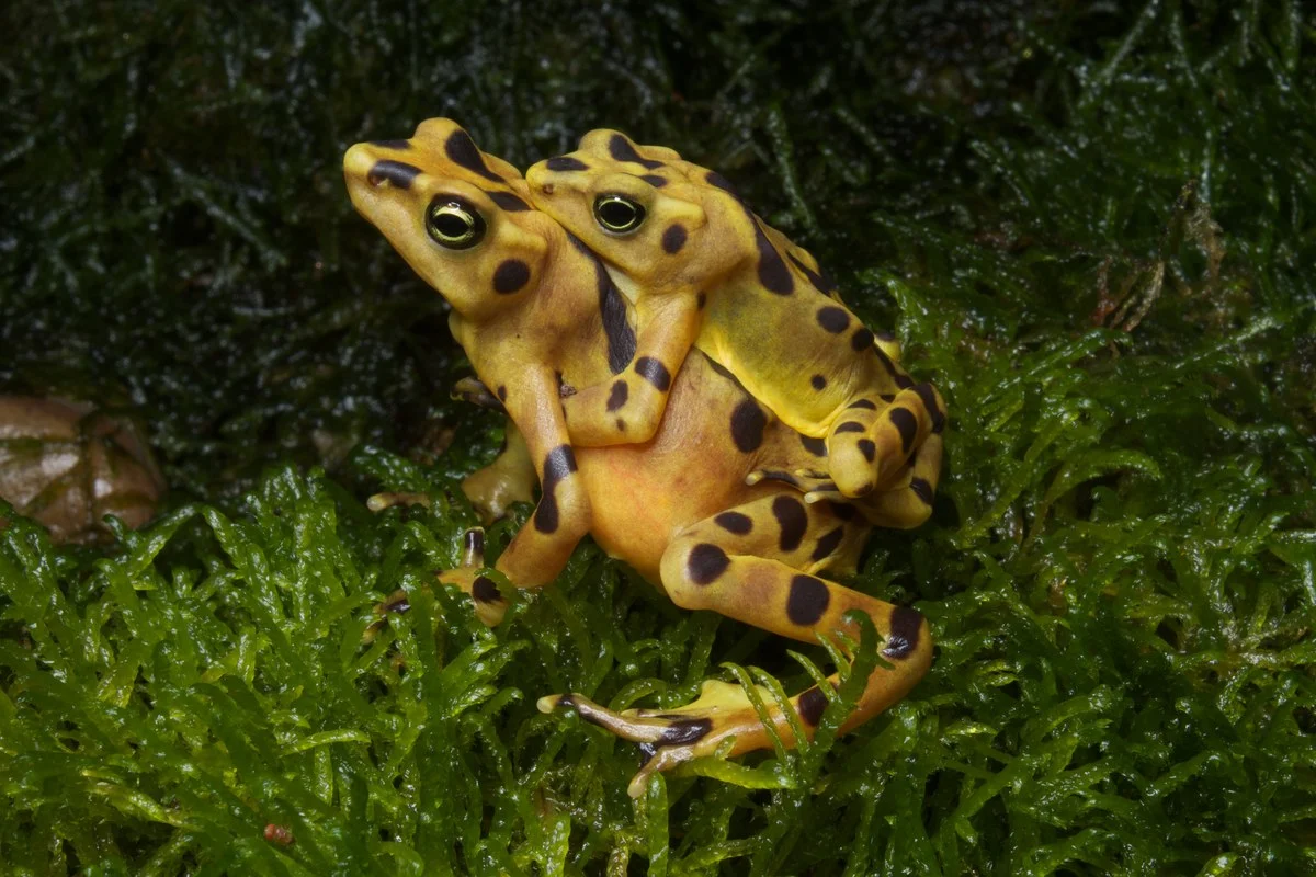 Ếch Atelopus zeteki đang giao phối