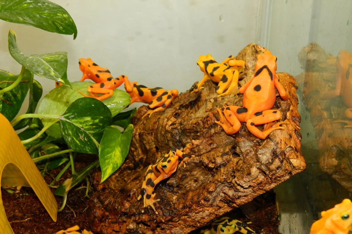 Một con Atelopus zeteki trưởng thành và một số con non ở Vườn thú Buffalo.
