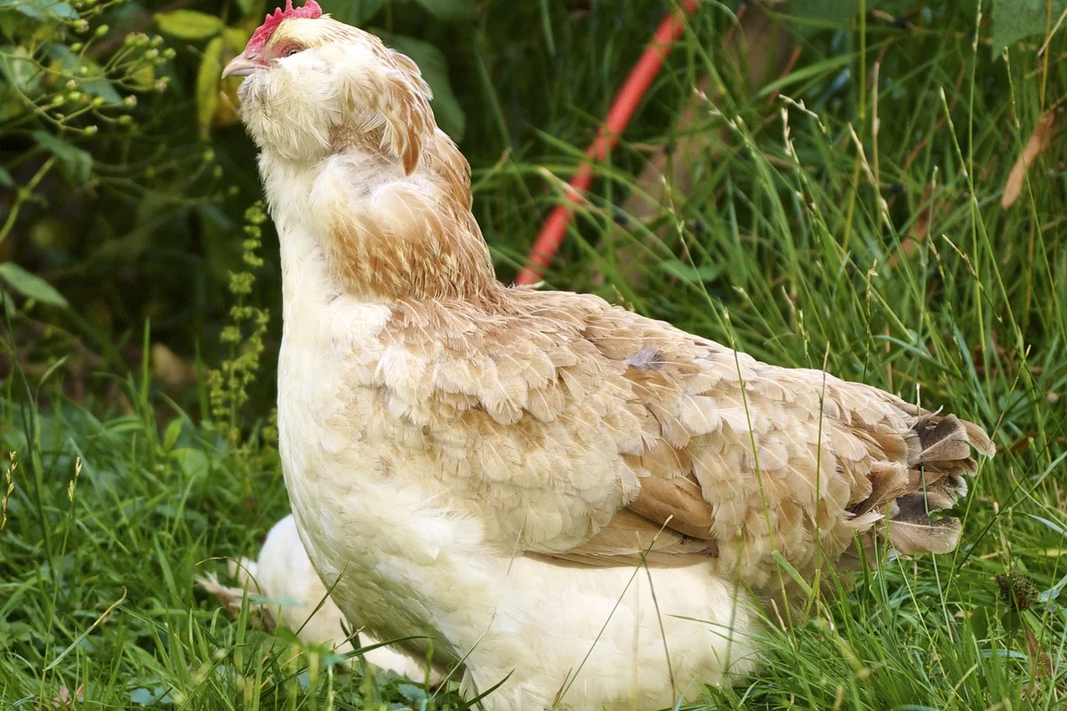 Gà mái nhà (Gallus gallus localus),