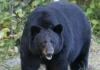 Gấu đen Bắc Mỹ Gấu đen Mỹ (Ursus Americanus) gần Công viên Núi Riding, Manitoba, Canada.