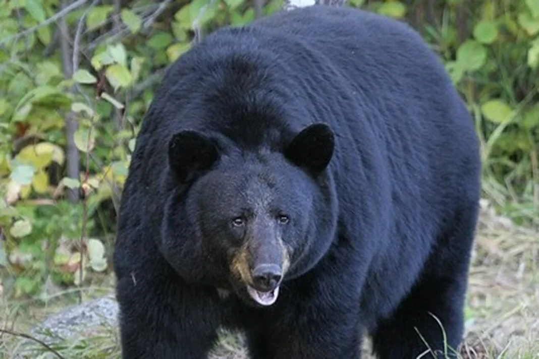Gấu đen Mỹ (Ursus Americanus) gần Công viên Núi Riding, Manitoba, Canada.