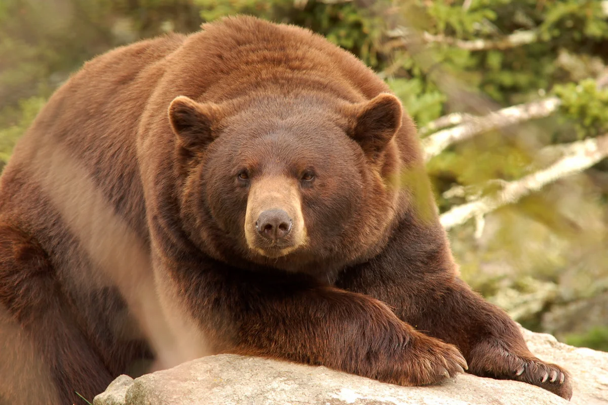 Kodiak là một chú gấu đen màu Quế quý hiếm
