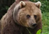 Gấu nâu Gấu nâu châu Âu (Ursus artos arctos) tại vườn thú Whipsnade.