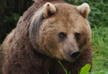 Gấu nâu Gấu nâu châu Âu (Ursus artos arctos) tại vườn thú Whipsnade.