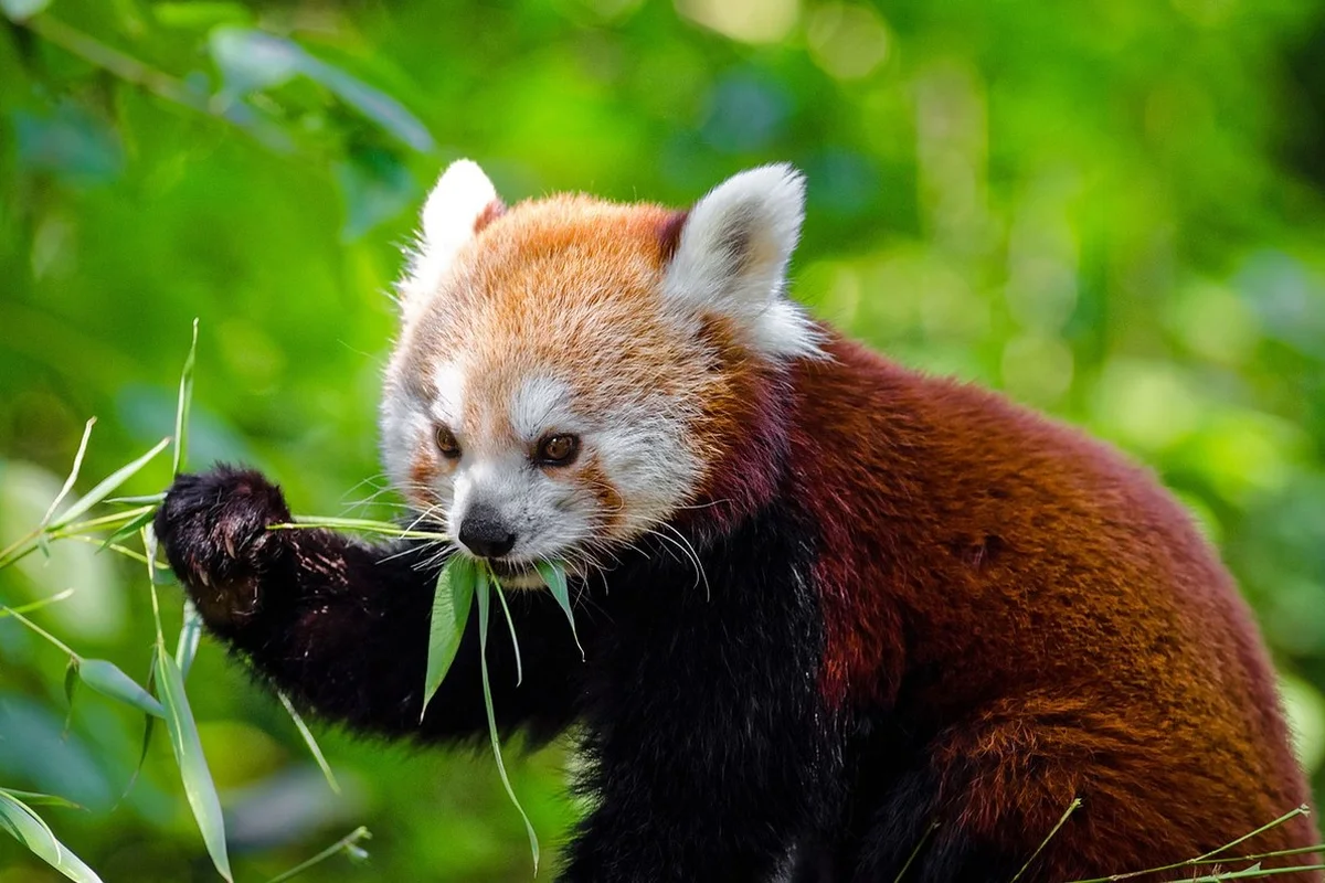 Gấu trúc đỏ