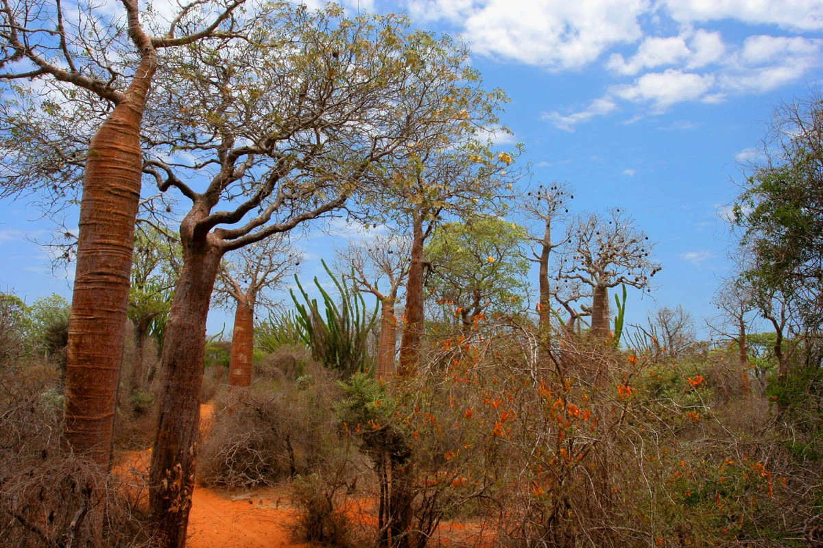 Rừng gai ở Ifaty, Madagascar, có nhiều loài adansonia (baobao), alluaudia procera (Madagascar ocotillo) và các thảm thực vật khác.