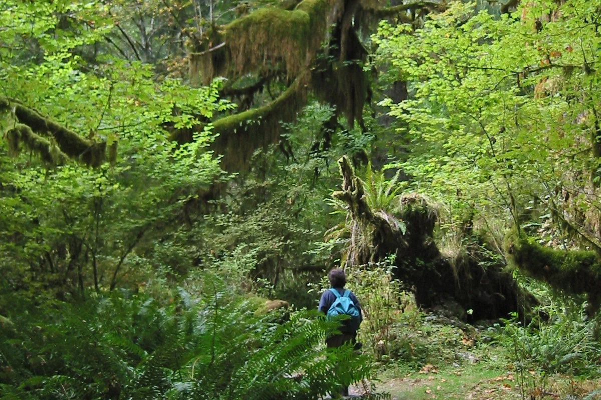 Vine Maple (lá xanh nhạt), Sword Fern (ở hai bên đường mòn), chi và rễ cây Bigleaf Maple phủ đầy rêu và người đi bộ đường dài.
