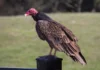 Kền kền Turkey Kền kền Turkey (Cathartes hào quang) trên hàng rào ở Santa Rosa, California