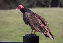 Kền kền Turkey Kền kền Turkey (Cathartes hào quang) trên hàng rào ở Santa Rosa, California