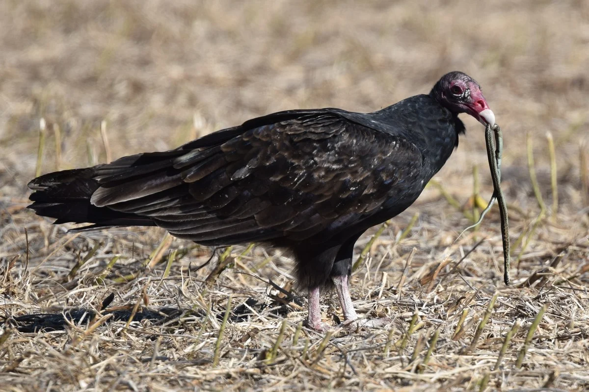 Kền kền Turkey (Kền Kền tây)