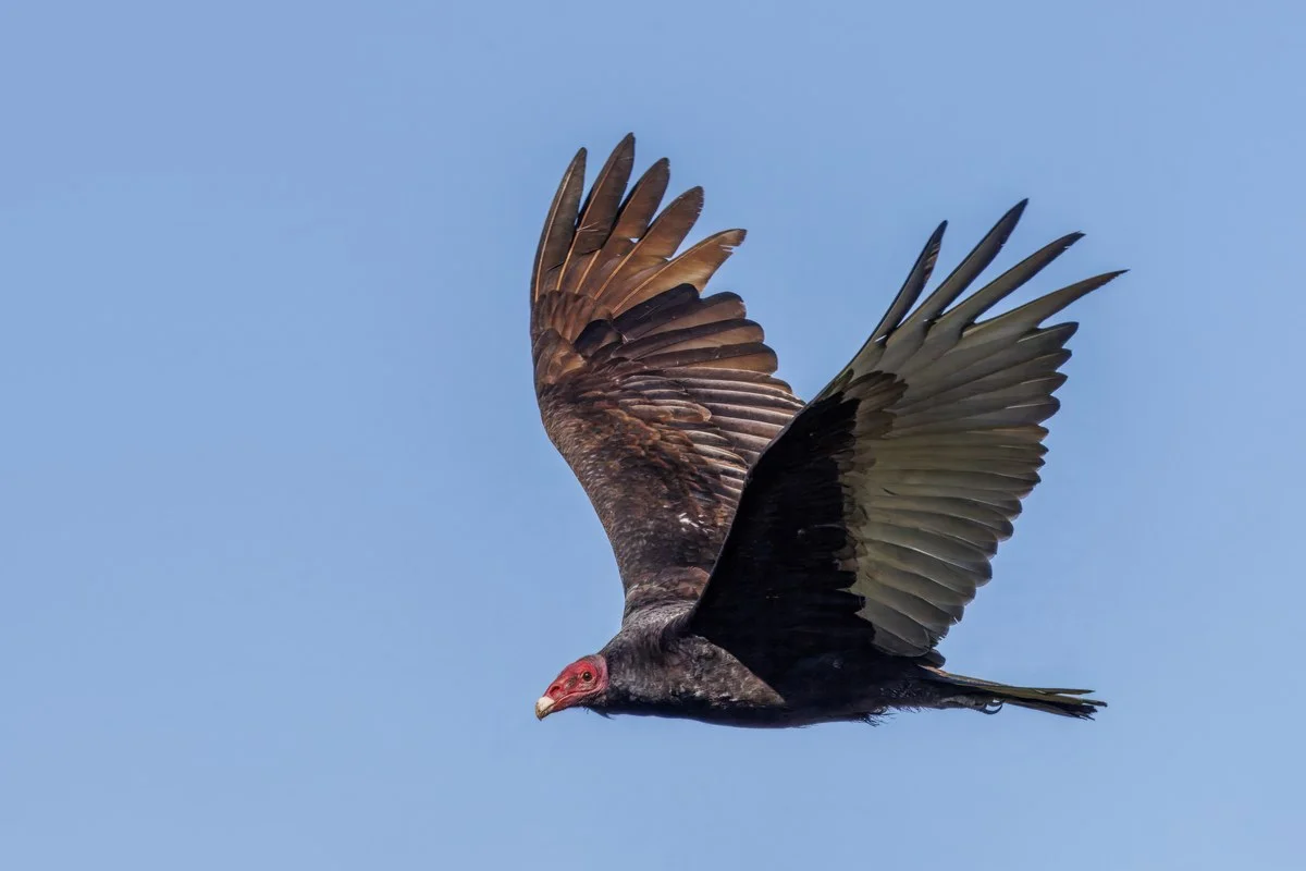 Kền kền gà tây Chile (Cathartes aura jota), Công viên đất ngập nước Río Maípo, Santo Domingo, Chile