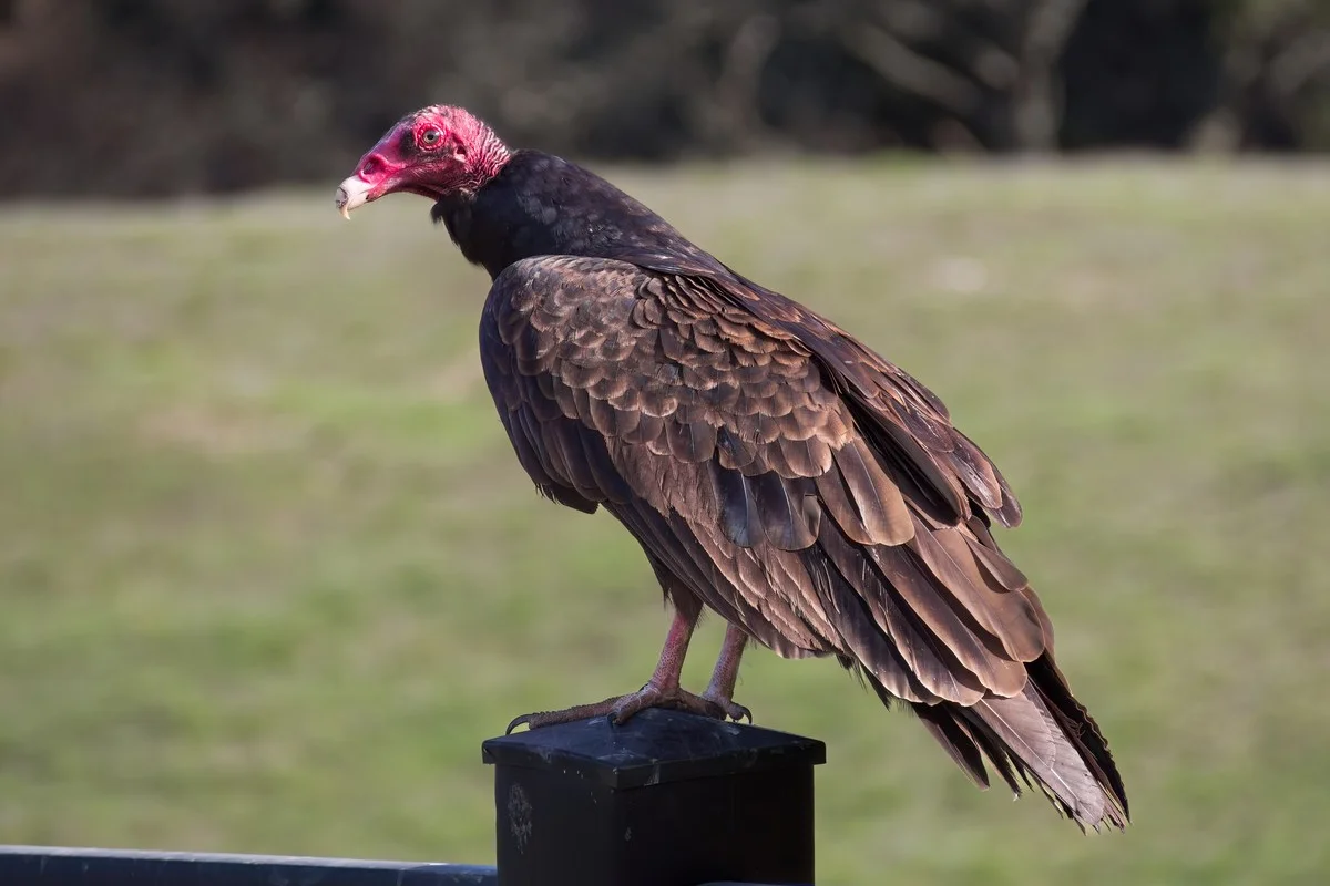 Kền kền Turkey