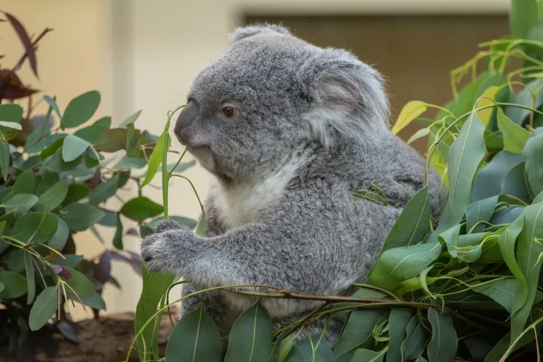Gấu túi Koala ở vườn thú Schönbrunn