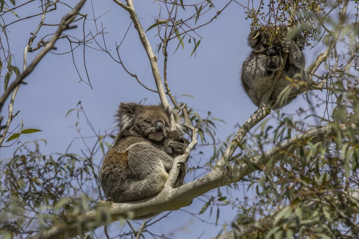 Koala (Phascolarctos cinereus) cái và con non