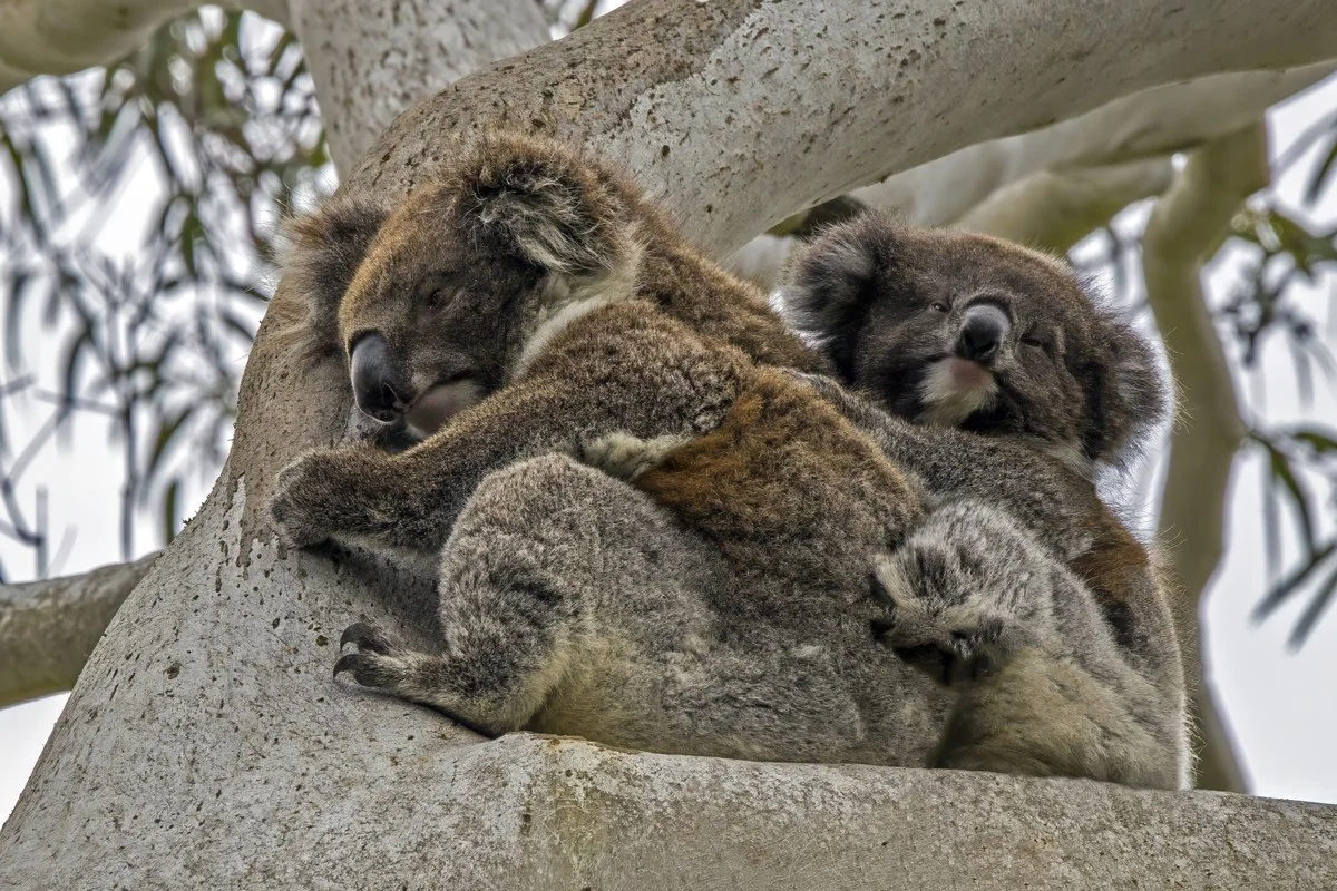 Koala (Phascolarctos cinereus) cái và con