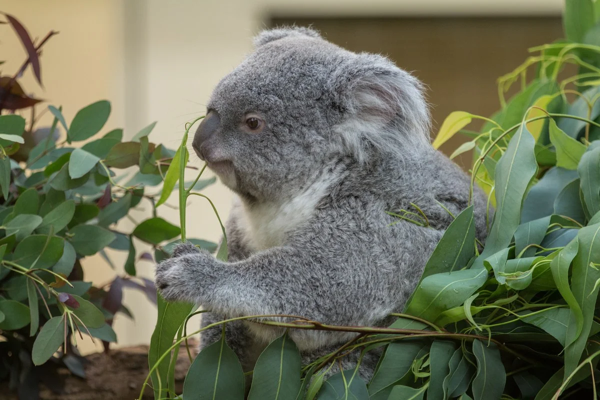 Koala