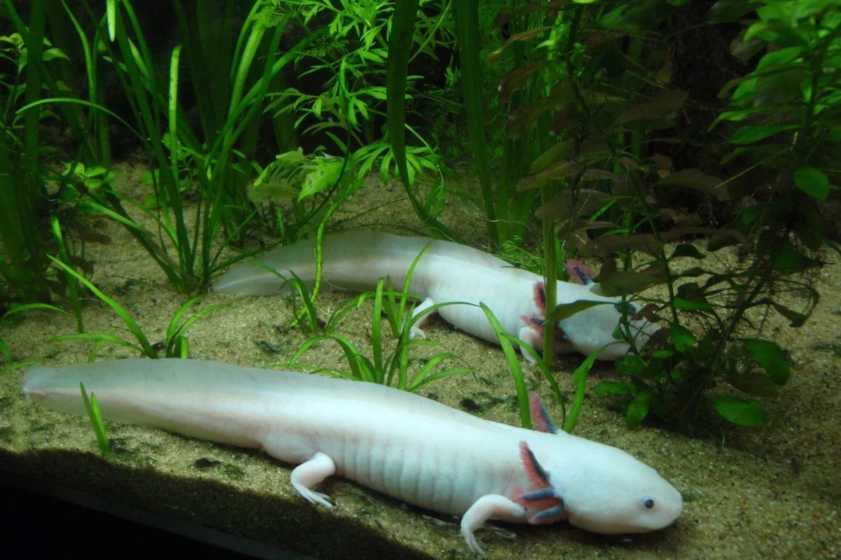 Hình ảnh loài Ambystoma mexicanum được chụp tại Thủy cung Vancouver.