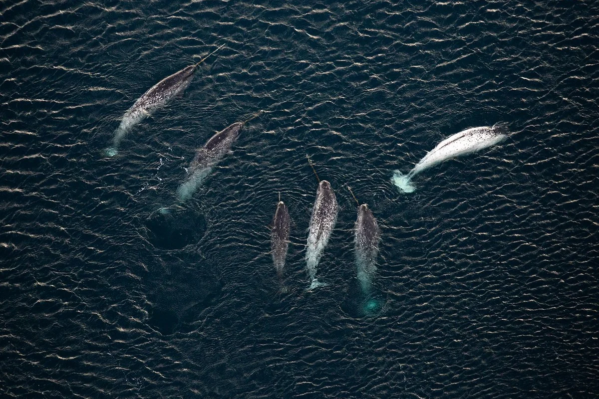 Vào tháng 6 năm 2019, những người tham gia dự án “Narwhal. Truyền thuyết về Bắc Cực” của Gazprom Neft và Viện Sinh thái và Tiến hóa của Viện Hàn lâm Khoa học Nga. A. N. Severtsova đã phát hiện ra 30 con đực và con cái cùng với kỳ lân biển con