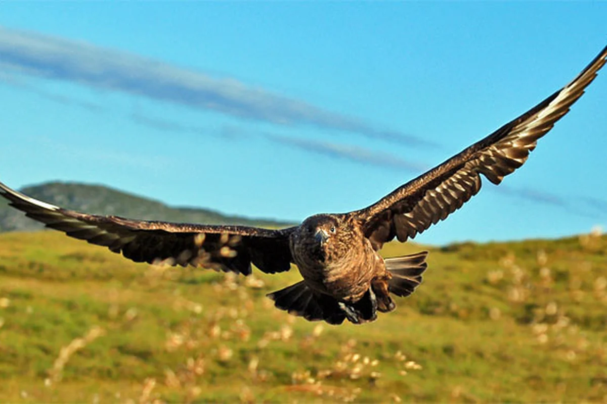 Skua là Runde