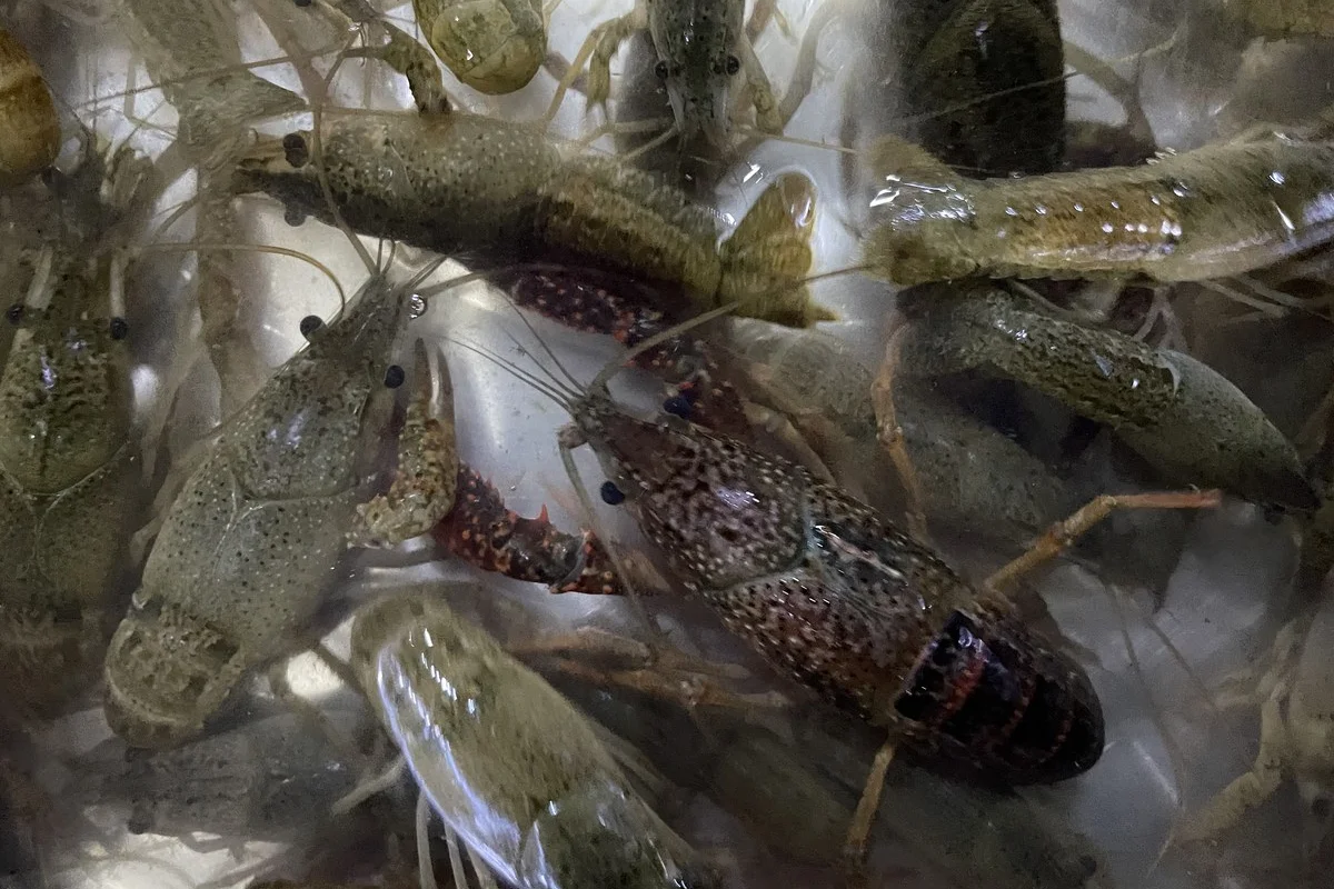 Các mẫu Procambarus clarkii được thu thập trong một nghiên cứu thực địa về các loài ngoại lai xâm lấn ở vùng nông thôn huyện Tương Đàm, tỉnh Hồ Nam. Trung Quốc
