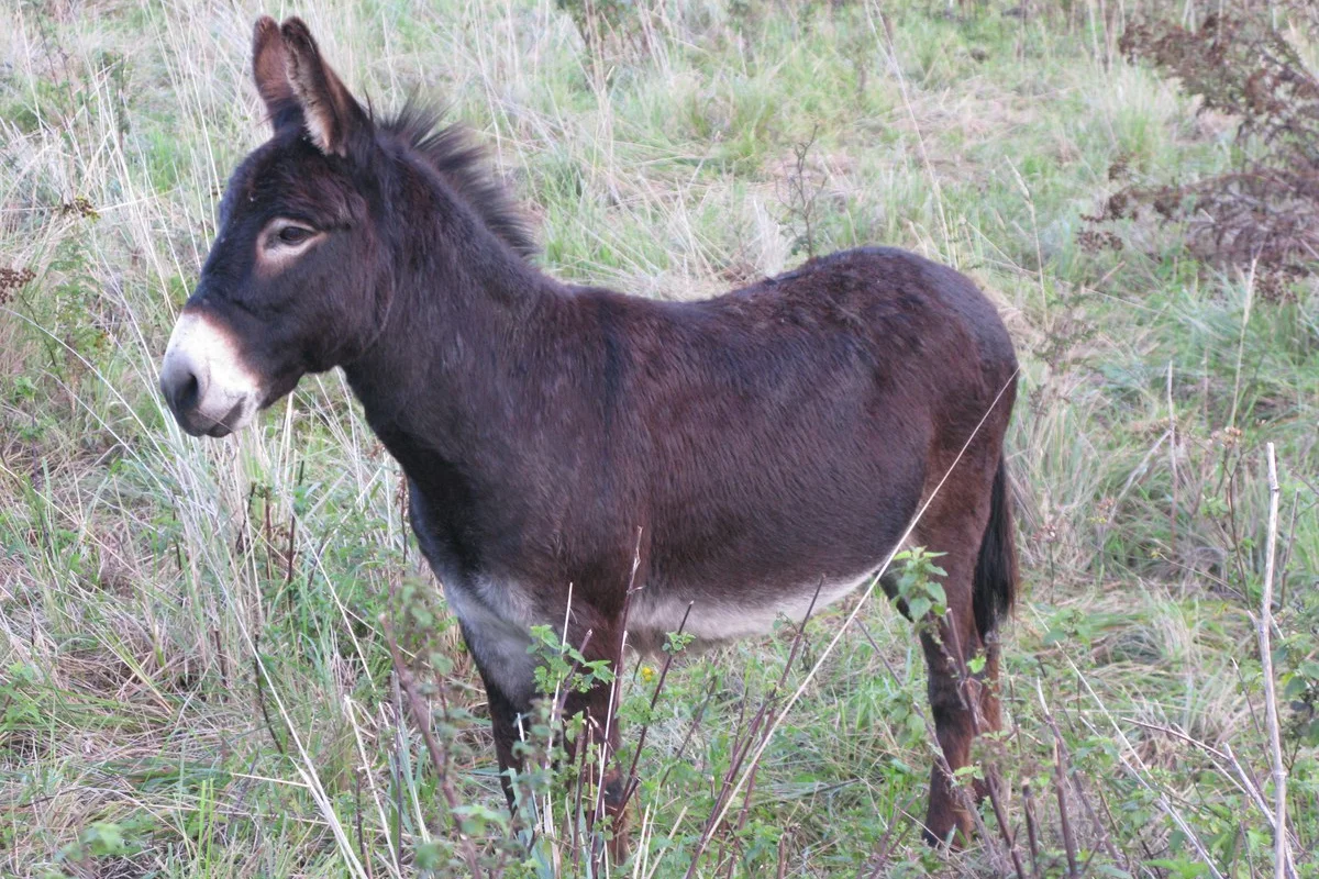 Lừa Pyrenean (Equus Asinus), Cơ sở của Đại học Lille 1 ở Villeneuve d'Ascq.