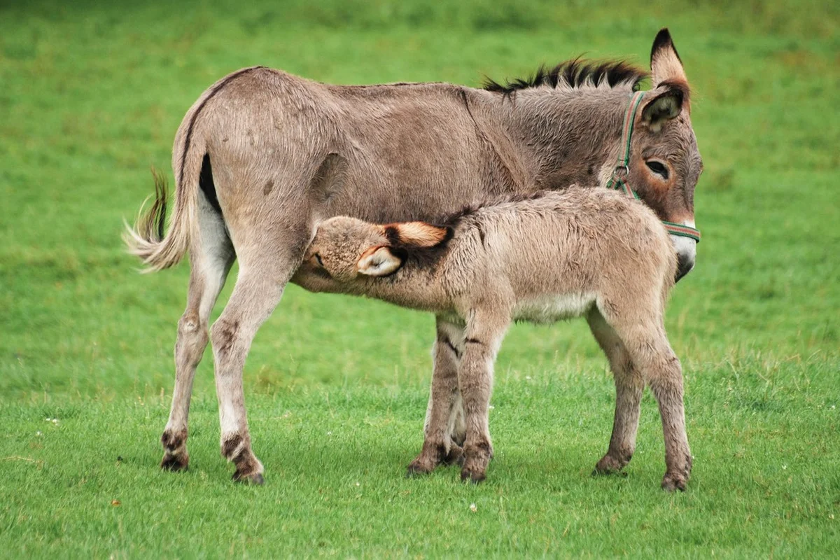Một con lừa cái (Equus asinus) với chú ngựa con ở Kadzidłowo.