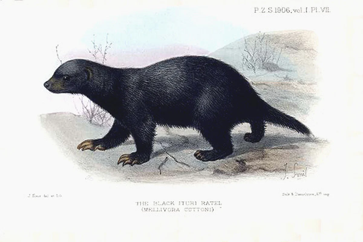 Mellivora capensis cottoni