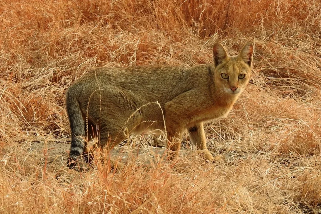 Mèo ri Felis chaus. Chụp ảnh bởi Tiến sĩ Raju Kasambe tại hồ Ambazari, Nagpur, Maharashtra, Ấn Độ.