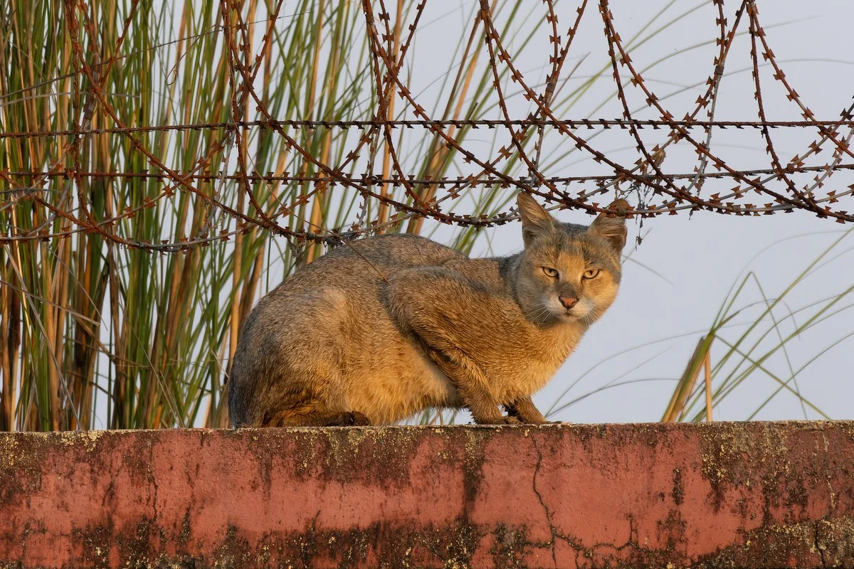 Mèo ri (Felis chaus, Felidae, Carnivora) ở Baruipur, Tây Bengal, Ấn Độ.