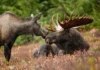 Nai sừng tấm Á-Âu Nai sừng tấm Alaska