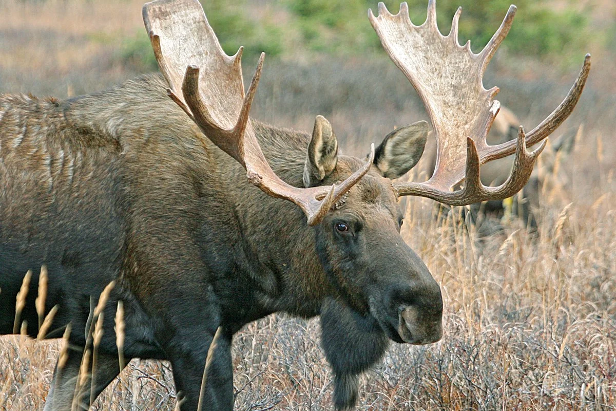 Bull Moose (ảnh được chụp ở Công viên bang Chugach, Alaska.)