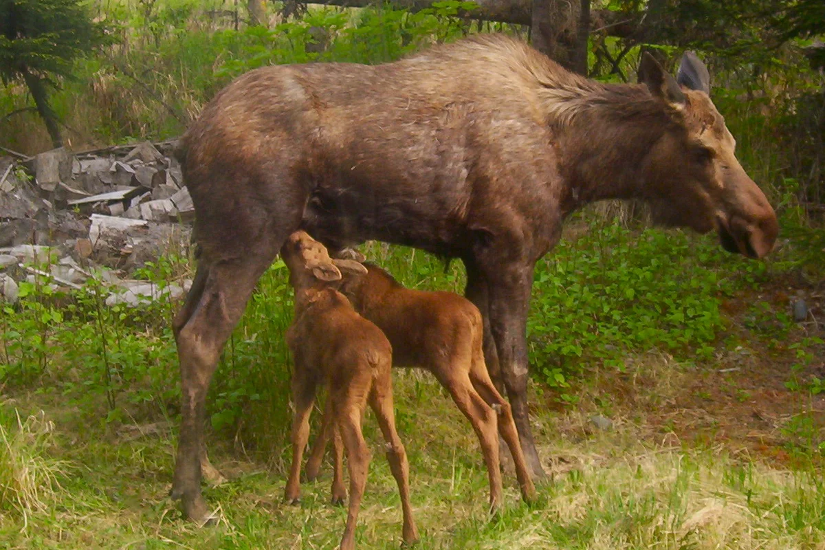Hai con nai sừng tấm mới sinh (alces alces) đang bú, Homer, Alaska